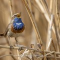 Weißsterniges Blaukehlchen (Luscinia svecica)