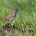 Weißsterniges Blaukehlchen (Luscinia svecica)