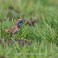 Weißsterniges Blaukehlchen (Luscinia svecica)
