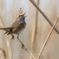 Weißsterniges Blaukehlchen (Luscinia svecica)