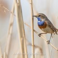 Weißsterniges Blaukehlchen (Luscinia svecica)