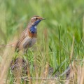 Weißsterniges Blaukehlchen (Luscinia svecica)