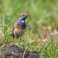 Weißsterniges Blaukehlchen (Luscinia svecica)