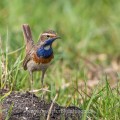 Weißsterniges Blaukehlchen (Luscinia svecica)