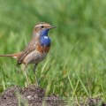 Weißsterniges Blaukehlchen (Luscinia svecica)