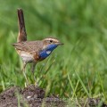 Weißsterniges Blaukehlchen (Luscinia svecica)