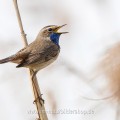Weißsterniges Blaukehlchen (Luscinia svecica)