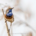 Weißsterniges Blaukehlchen (Luscinia svecica)