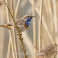 Weißsterniges Blaukehlchen (Luscinia svecica)