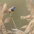 Weißsterniges Blaukehlchen (Luscinia svecica)
