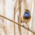Weißsterniges Blaukehlchen (Luscinia svecica)