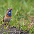 Weißsterniges Blaukehlchen (Luscinia svecica)