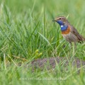 Weißsterniges Blaukehlchen (Luscinia svecica)