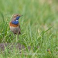 Weißsterniges Blaukehlchen (Luscinia svecica)