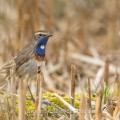 Weißsterniges Blaukehlchen (Luscinia svecica)