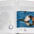 Vogelbuch - Die Vögel in Hessen, Tafelente