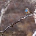 Rotsterniges Blaukehlchen (Luscinia svecica svecica) Männchen