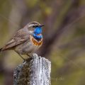 Rotsterniges Blaukehlchen (Luscinia svecica svecica) Männchen