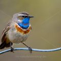 Rotsterniges Blaukehlchen (Luscinia svecica svecica) Männchen