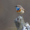 Rotsterniges Blaukehlchen (Luscinia svecica svecica) Männchen