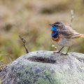 Rotsterniges Blaukehlchen (Luscinia svecica svecica) Männchen
