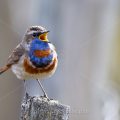 Rotsterniges Blaukehlchen (Luscinia svecica svecica) Männchen