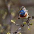 Rotsterniges Blaukehlchen (Luscinia svecica svecica) Männchen