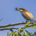 Bienenfresser (Merops apiaster)