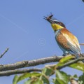 Bienenfresser (Merops apiaster)