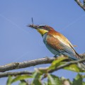 Bienenfresser (Merops apiaster)