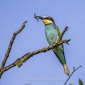 Bienenfresser (Merops apiaster)