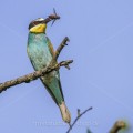 Bienenfresser (Merops apiaster)