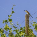 Bienenfresser (Merops apiaster)