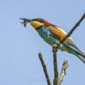 Bienenfresser (Merops apiaster)