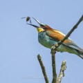 Bienenfresser (Merops apiaster)