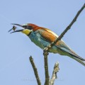 Bienenfresser (Merops apiaster)
