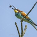 Bienenfresser (Merops apiaster)
