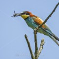 Bienenfresser (Merops apiaster)