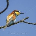 Bienenfresser (Merops apiaster)