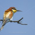 Bienenfresser (Merops apiaster)