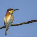 Bienenfresser (Merops apiaster)