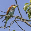 Bienenfresser (Merops apiaster)