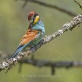 Bienenfresser (Merops apiaster)
