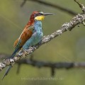 Bienenfresser (Merops apiaster)