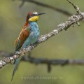 Bienenfresser (Merops apiaster)