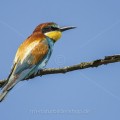 Bienenfresser (Merops apiaster)