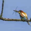 Bienenfresser (Merops apiaster)