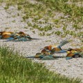 Bienenfresser (Merops apiaster) beim Staubbad