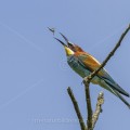 Bienenfresser (Merops apiaster)