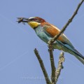 Bienenfresser (Merops apiaster)